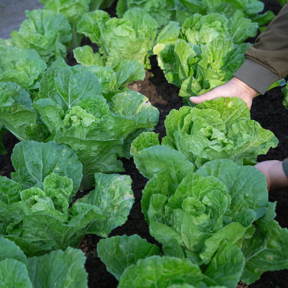 farmer-irrigation-fields-of-cabbage-in-vegetable-garden