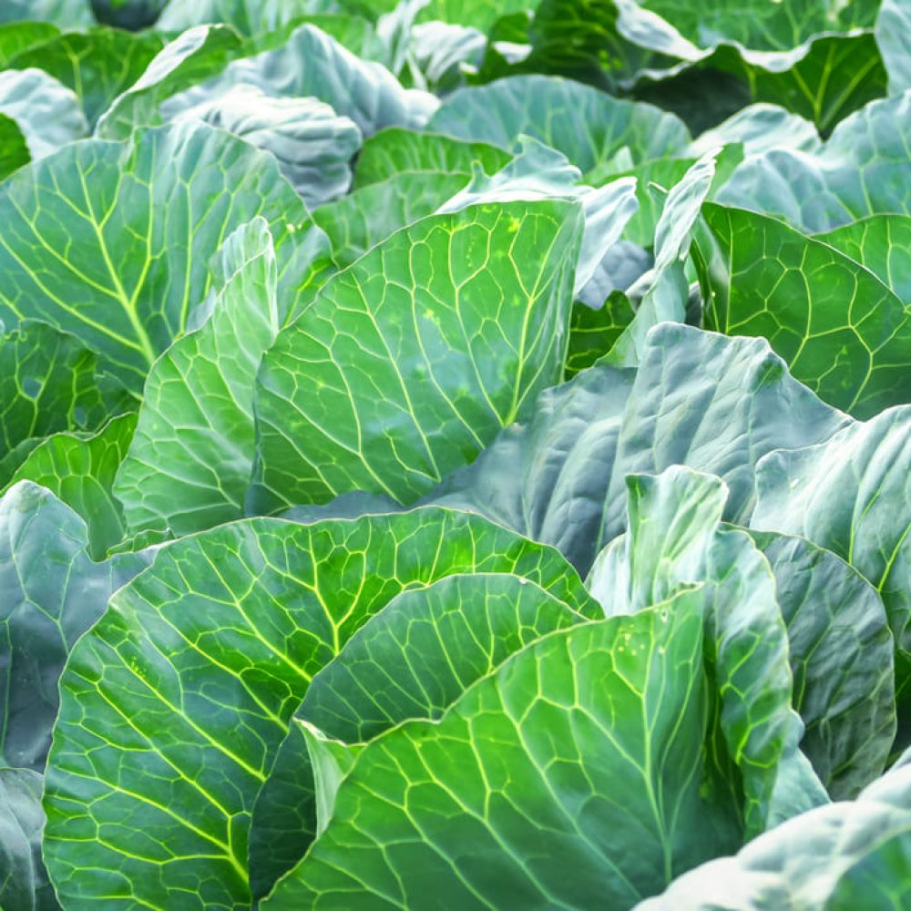 green-cabbage-leaves-grow-in-the-garden-cultivation-of-cabbage-concept